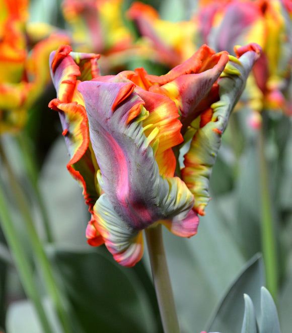 Tulpenbollen 'Rainbow Parrot'