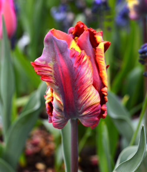 Tulpenbollen kopen 'Rainbow Parrot' 