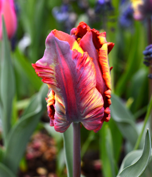 Tulpenbollen kopen 'Rainbow Parrot' 