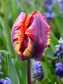 Tulp Rainbow Parrot