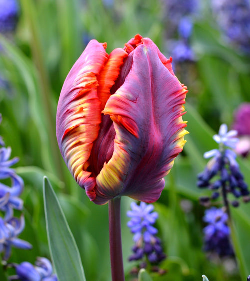 Tulpen Bloembollen Rainbow Parrot