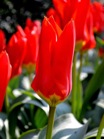 Tulp Red Emperor