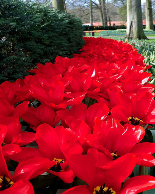 Tulip Bulbs Red Emperor from Holland