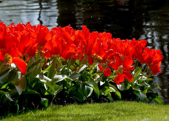 Buy Tulip Bulbs Red Emperor UK Delivery