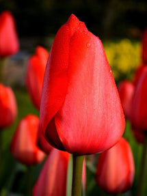 Tulp Red Impression