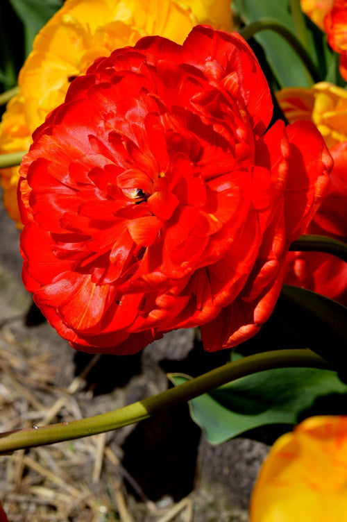 Buy Tulip Bulbs Red Pomponette