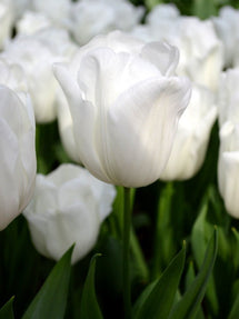 Tulp Royal Virgin