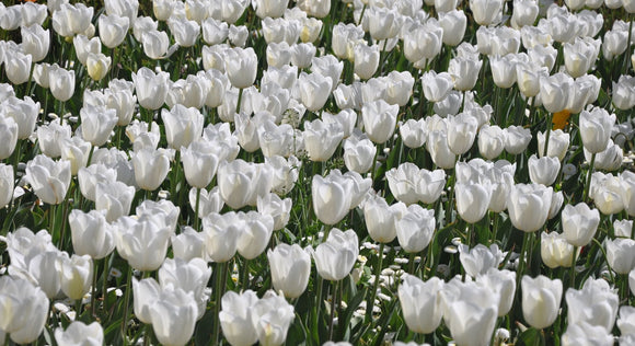 Tulip Royal Virgin Bulbs from Holland