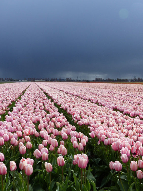 Tulpenbollen Salmon Impression