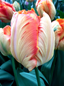 Tulp Salmon Parrot