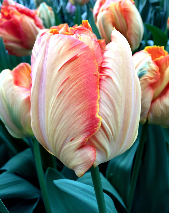 Salmon Parrot Tulip Bulbs Top Quality