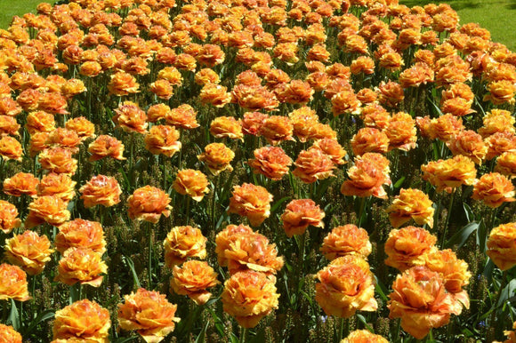 UK delivery - Tulip Bulbs - Sensual Touch