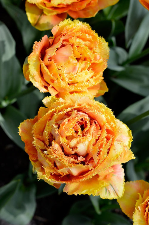 Sensual Touch Tulip Bulbs from Holland