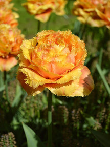 Tulp Sensual Touch