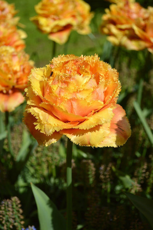 Tulip Sensual Touch