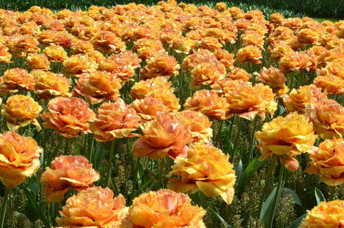 Tulip Sensual Touch Bulbs