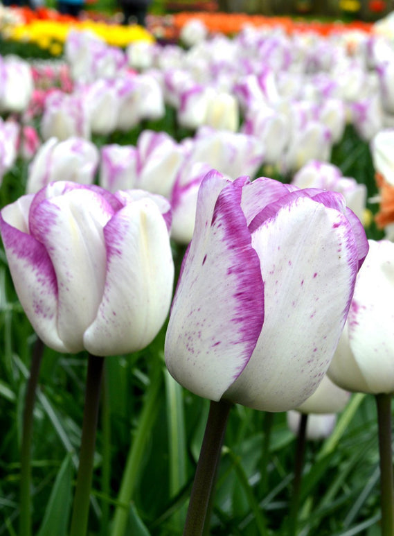 Tulip Shirley Bulbs from Holland
