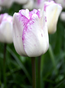 Tulp Shirley