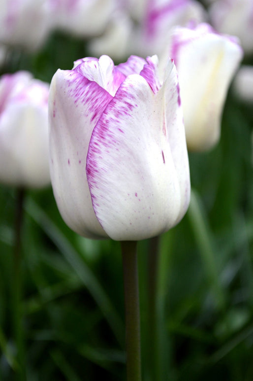 Tulip Bulbs Shirley