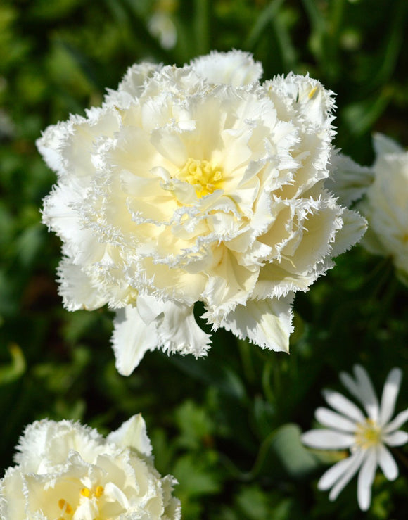 Tulip Bulbs Snow Crystal