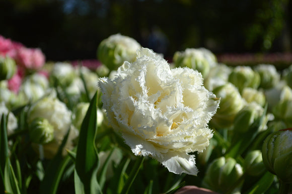 Tulip snow crystal bulbs