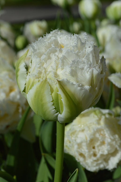 Tulip Bulbs snow crystal UK Delivery