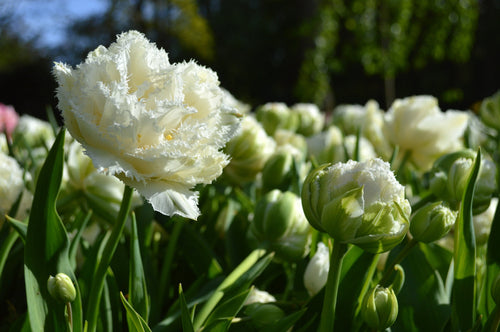 Snow Crystal tulip bulbs - UK Shipping