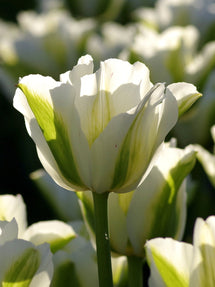 Tulp Spring Green