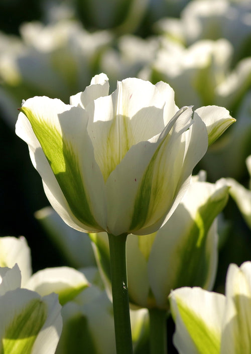Tulip Spring Green Bulbs White 