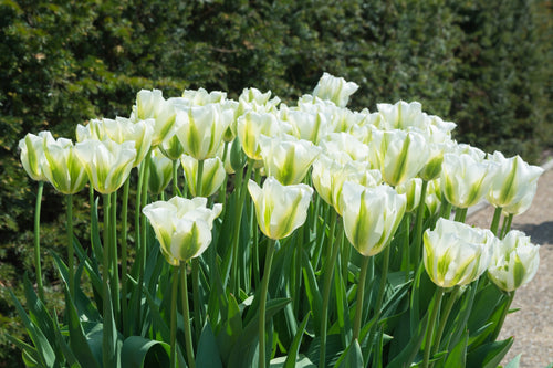 Tulip Spring Green Bulbs White 
