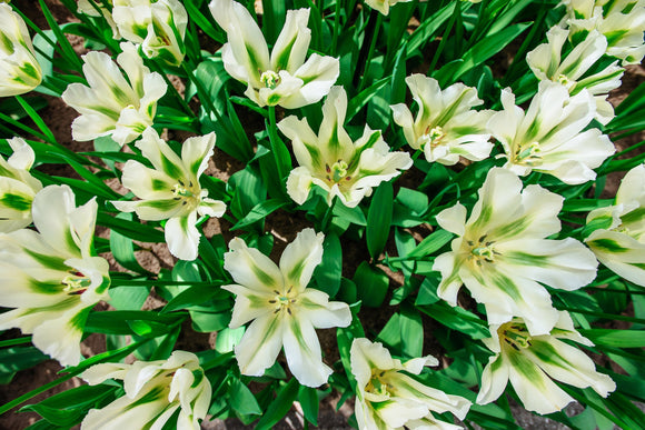 Tulip Spring Green Bulbs White UK delivery