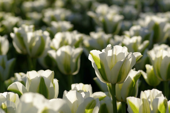 Tulip Spring Green Bulbs White 