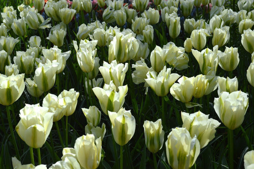 Tulip Bulbs - Spring Green