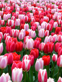 Tulp Strawberry Fields Collection