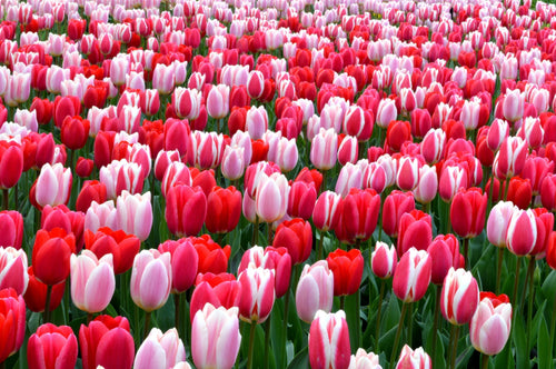Pink Darwin Tulip Mix UK delivery
