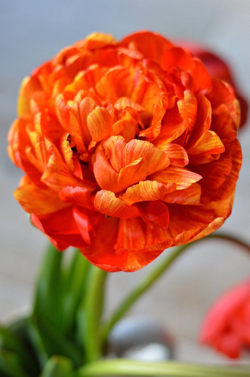 Kopen Tulp Sunlover Bol