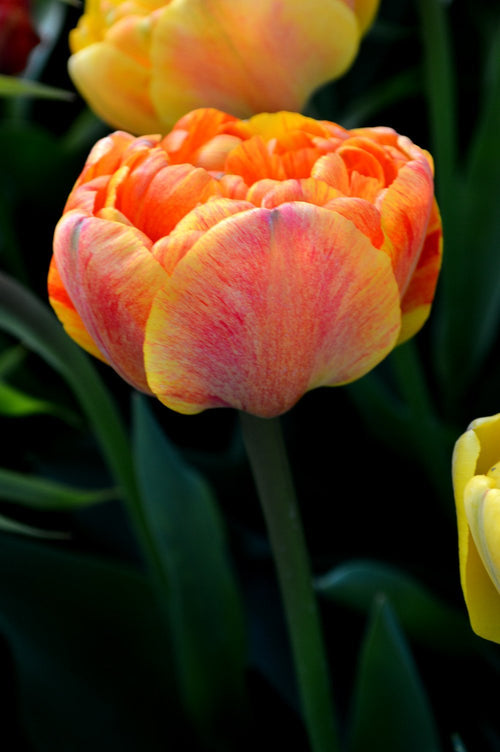 Kopen Tulp Sunlover