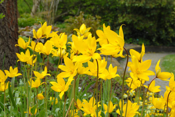 Kopen Tulp Sylvestris