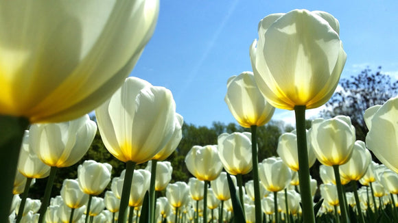 Kopen Tulp Whit Emperor