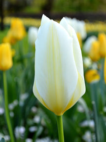 Tulp White Emperor