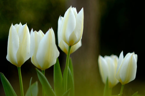 Tulp Whit Emperor Bol