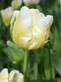 Tulp White Parrot