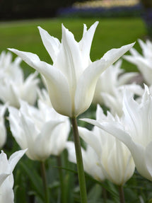 Tulp White Triumphator