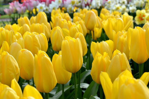 Kopen Tulp Yellow Emperor