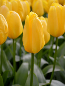 Tulp Yellow Emperor