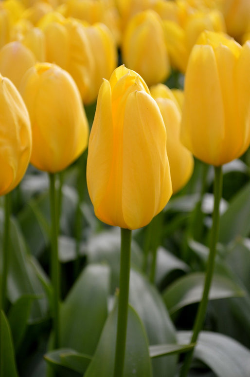 Tulp Yellow Emperor