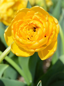 Tulp Yellow Pomponette