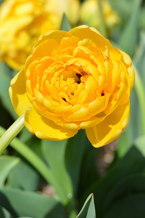 Tulpenbollen Yellow Pomponette