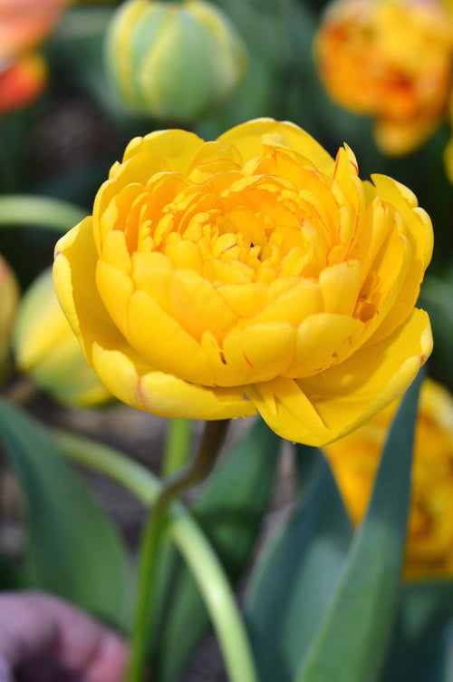 Tulpen Kopen Yellow Pomponette