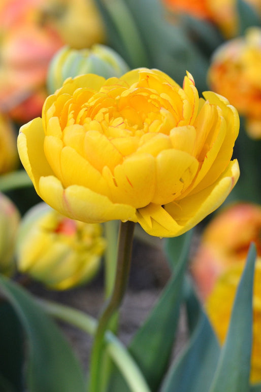 Koop tulpenbollen Yellow Pomponette